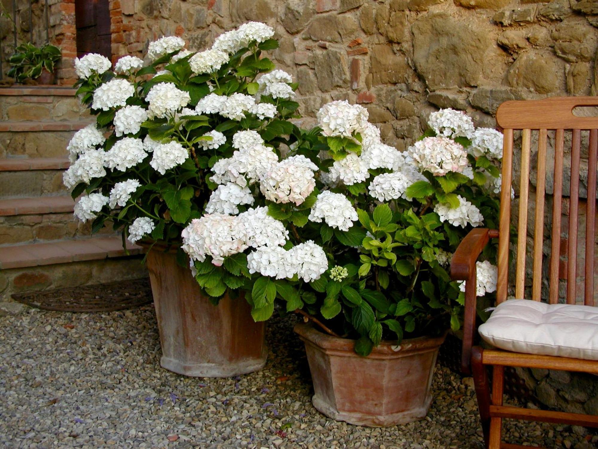 Ventena Vecchia Antico Frantoio Apartment